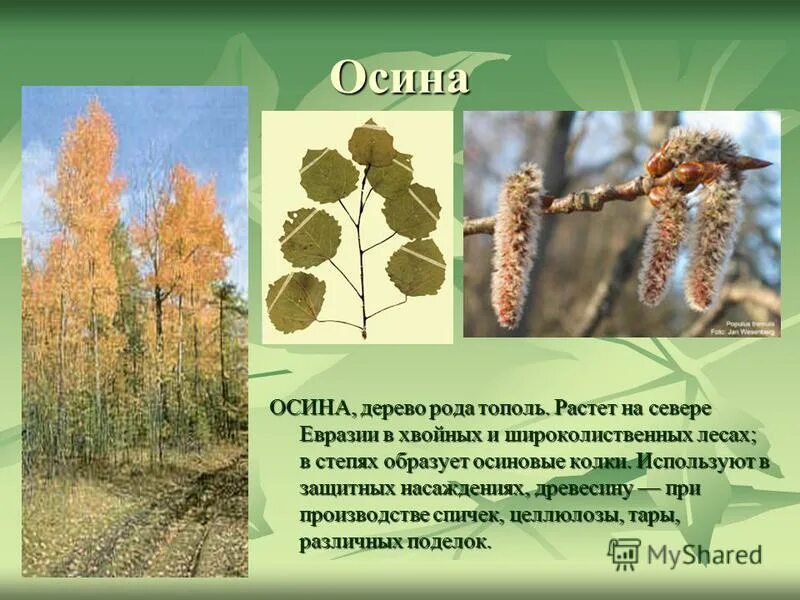 Где можно найти деревья. Осина обыкновенная (Populus tremula). Осина обыкновенная Тополь дрожащий. Тополь дрожащий (осина) – Populus tremula. Семена ивы тополя осины.