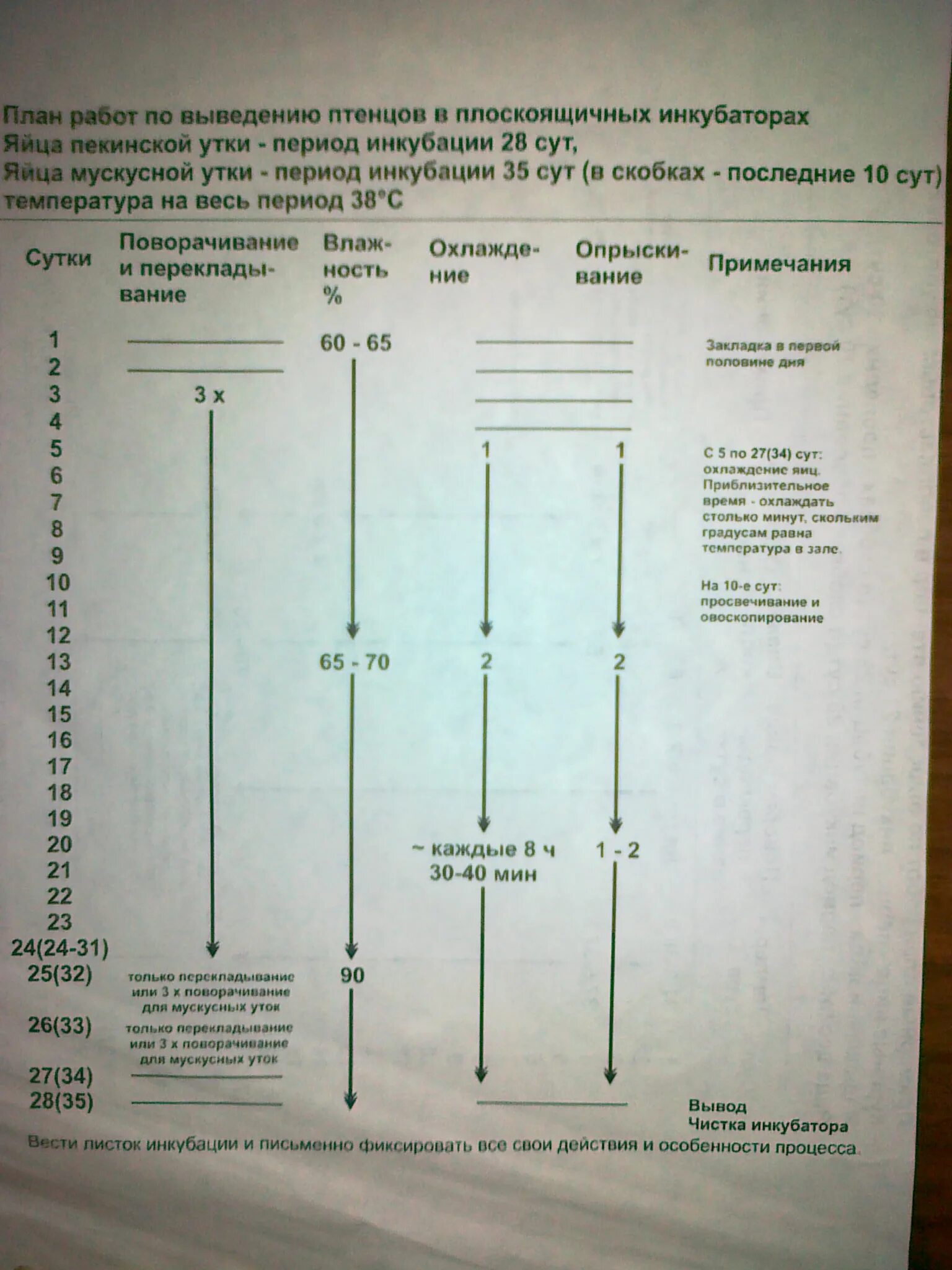 Температура в инкубаторе для вывода цыплят. Инкубация гусиных яиц в инкубаторе. Таблица инкубации утиных яиц индоутки. Таблица икубации мускус утки. Таблица инкубации куриных яиц.
