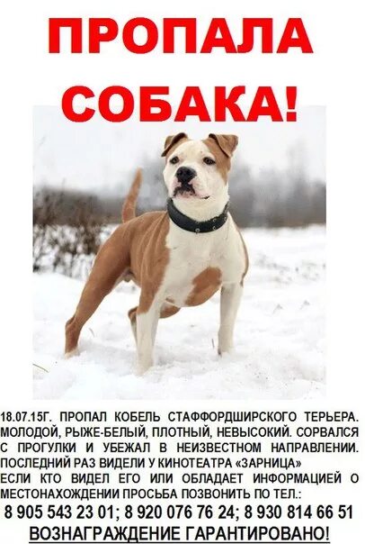 Объявление о пропаже собаки 3 класс русский. Объявление о пропаже собаки. Потерялась собака объявления. Объявление пропала собака. Объявление о пропаже собаки 3 класс.