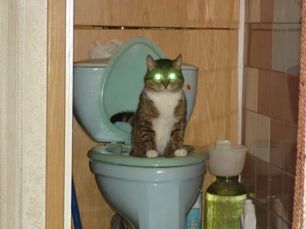 Кот нагадил мимо. Котенок в унитазе. горшок для кошек. кот на горшке. туалет для кошек.