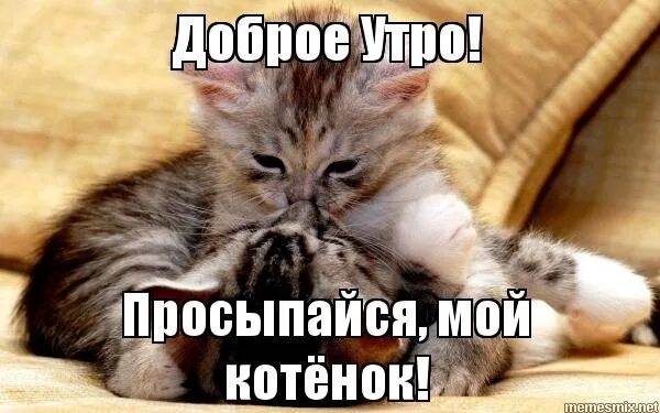 Картинки с добрым утром с котятами. Доброе утро котенок мой. с добрым утром котенок. доброе утро любимый котик. доброе утро кошечка моя.