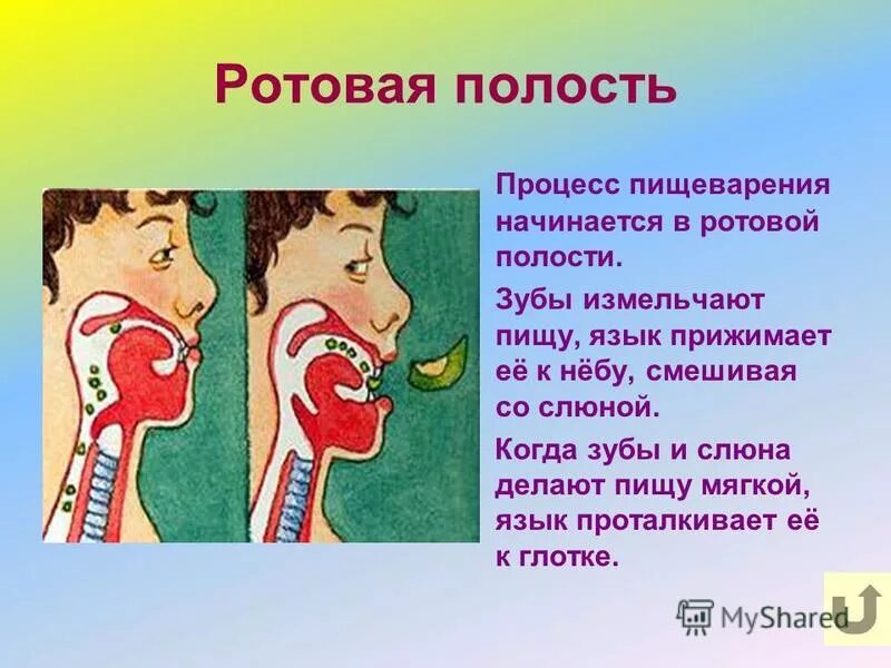 тест по теме пищеварение в ротовой полости