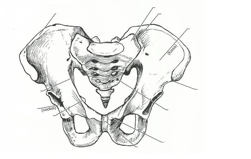 Кости таза анатомия человека. Тазовый пояс кости таза. Кости тазового пояса анатомия. Тазовая кость анатомия человека.