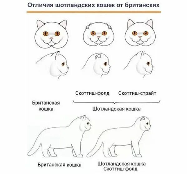 Как отличить шотландских котят. Британские и Шотландские вислоухие котята отличия. Как отличить шотландского котенка от британского. Британец и шотландец отличия кот. Шотландская кошка фолд и страйт отличия.