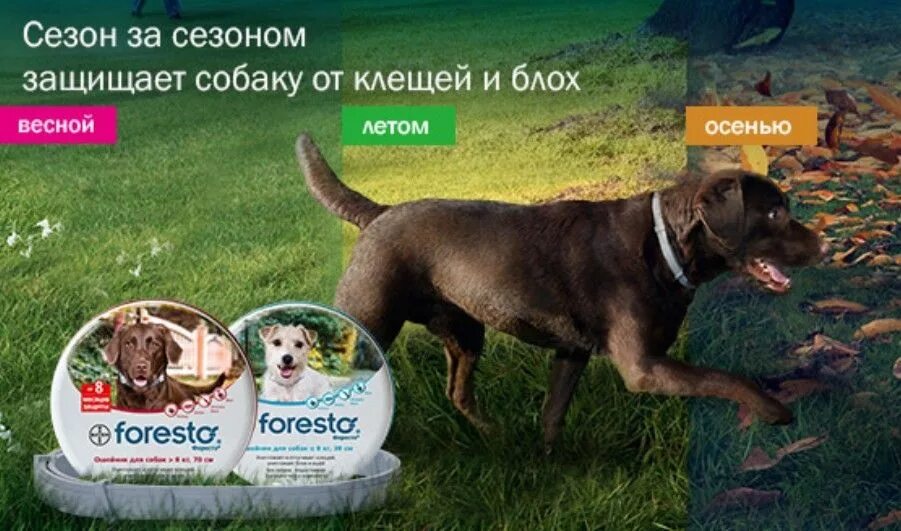 Форест ошейники для собак до 8 кг. Фореста байер ошейник для собак. ошейник от блох форесто. ошейник от блох и клещей для собак фореста. ошейник от клещей для собак фореста до 8 кг.