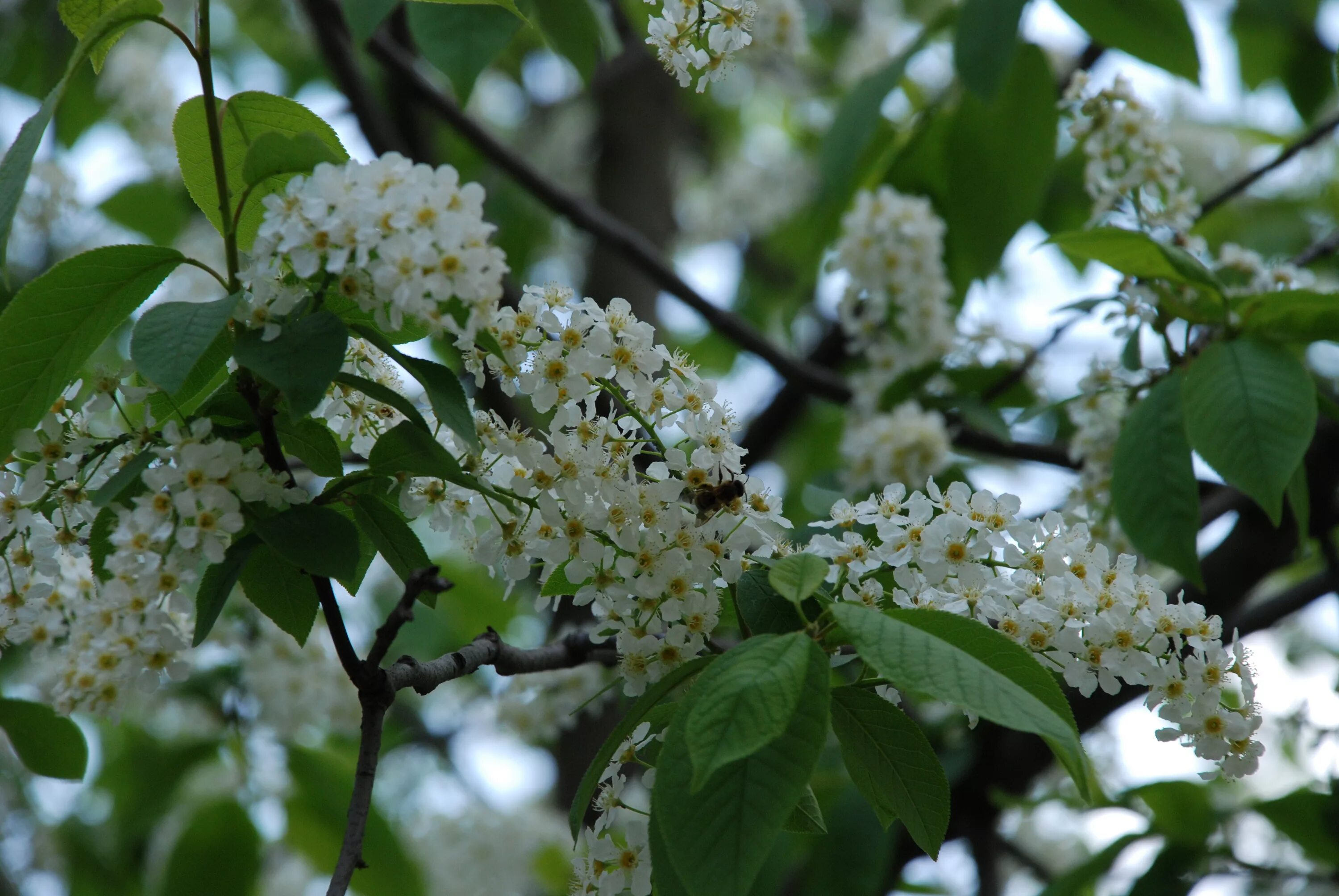 Цветущая черемуха дерево. Черемуха обыкновенная цветение. Черёмуха душистая. Цветение черёмухи. Какого цвета черемуха.