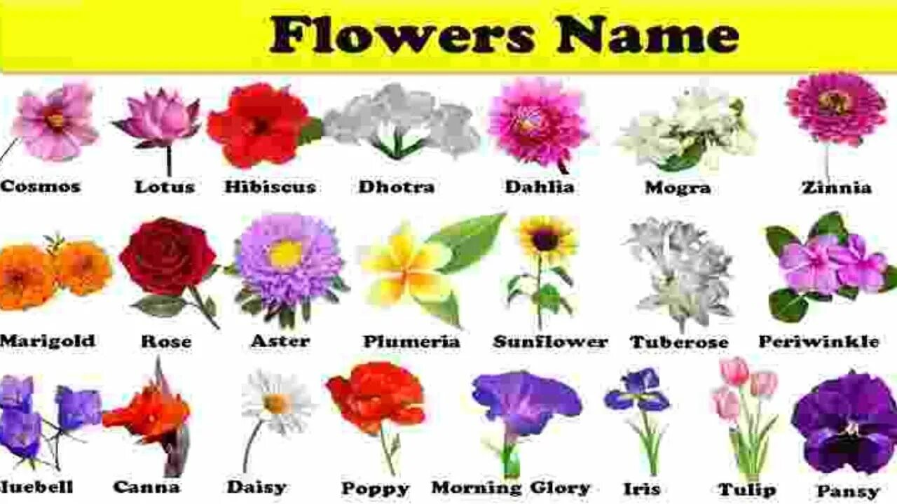 Цветы имена. Цветы и их значение на языке цветов. Имена цветов. List of flowers. Английские цветочные имена.