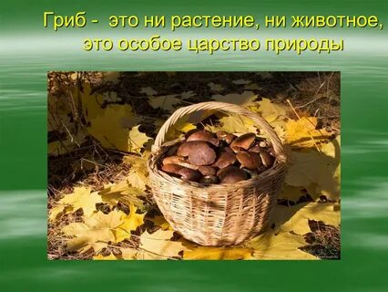 Ни растение ни животное