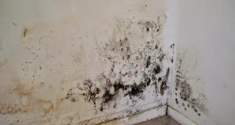 Удаление плесени и грибка в Калуге на ses-kaluga.ru