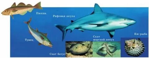 Плавники хрящевых рыб