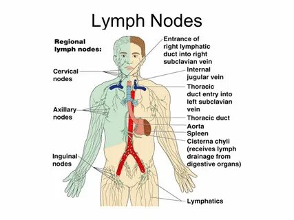 Lymph
