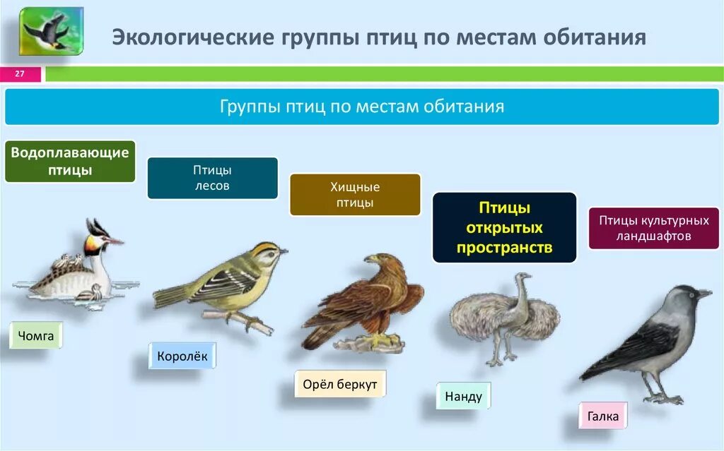 Названия экологических групп птиц. Экологические группы птиц по клюву. Таблица по биологии 7 класс отряды птиц экологическая группа птиц. Экологические группы птиц по местам обитания. Экологическая группа птицы леса.