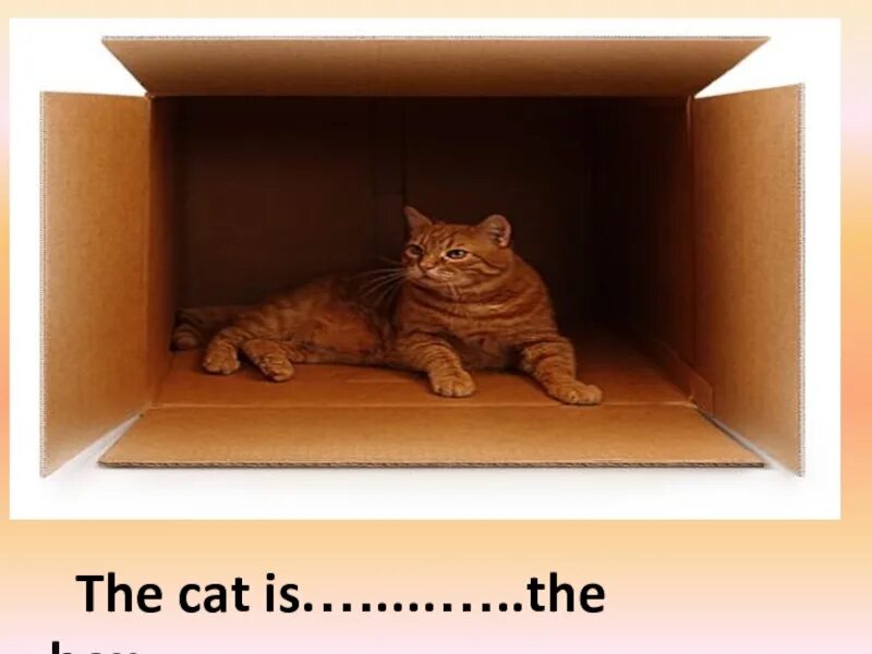 The cat is in the box. Кошка позади коробки. the cat is opposite the box.