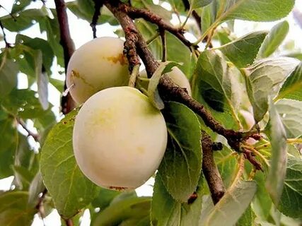 Слива медовая белая описание сорта фото отзывы