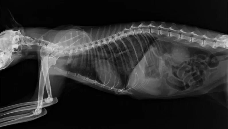Спондилез у собак. Метастазы в легких у кошки рентген. Переломы животных рентген. Опухоль на рентгене у собаки.