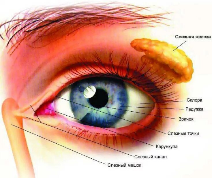 Лечение слезной железы. Нижний конъюнктивальный мешок. Строение глаза слезное мясцо. Слезная железа и слезный мешок. Нижний конъюнктивальный мешок глаза.