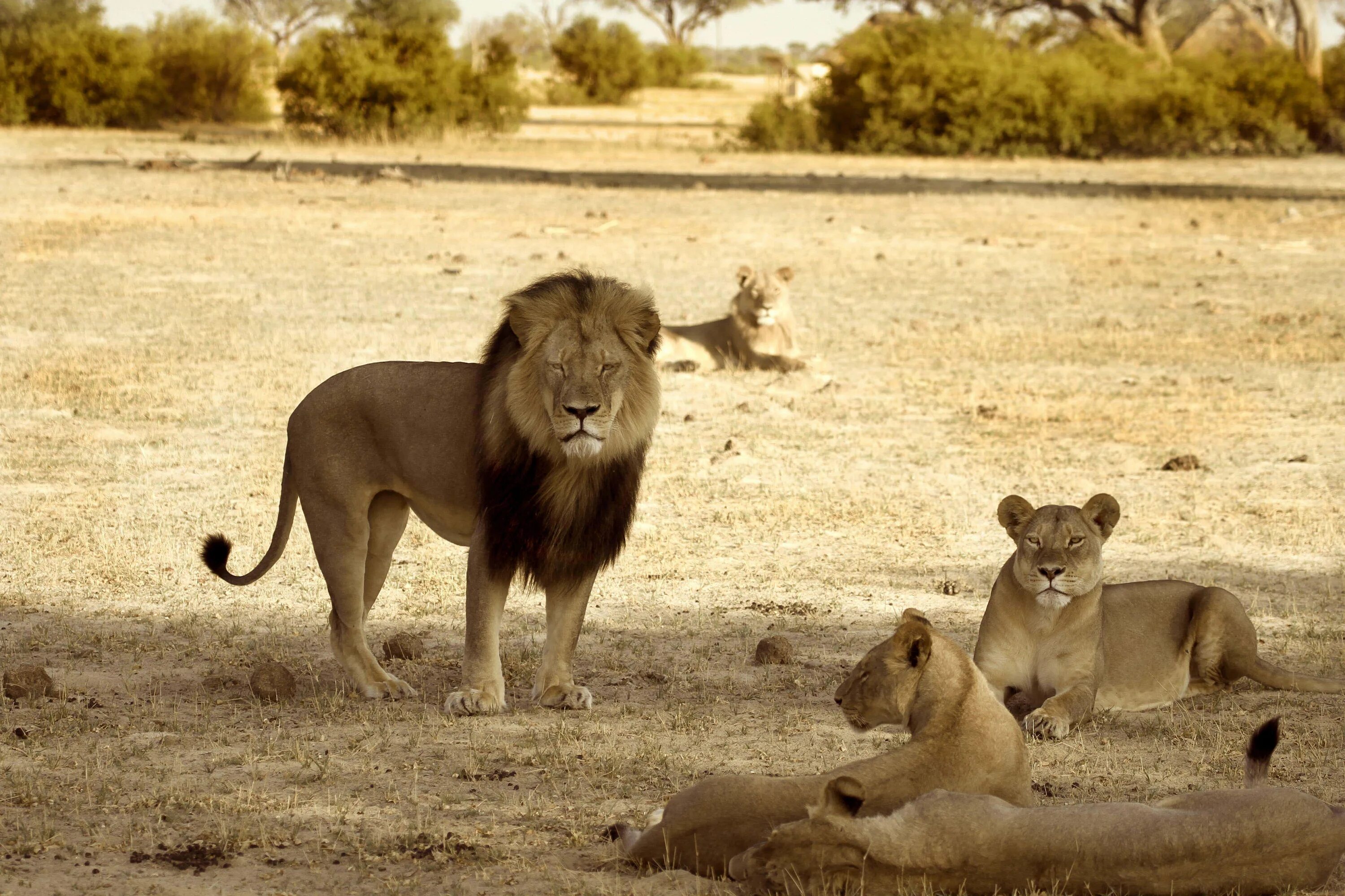 Львиный Прайд. Прайд Львов в Африке. Саванна Прайд Львов. Лев Сесил. Africa lion