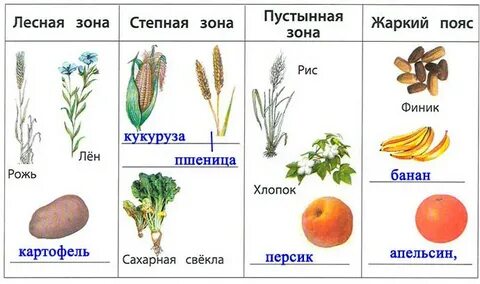 Люцерна лен кормовая свекла пшеница хлопчатник рожь