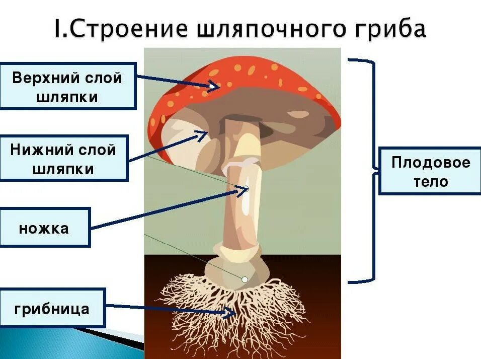 Строение шляпочного гриба строение. Шляпочный гриб с грибницей. Строение шляпочного гриба биология. Строение шляпочного гриба мухомора. Грибы биология огэ