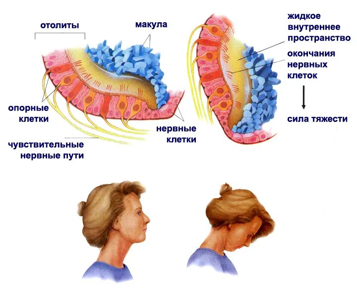 отолиты в ухе что это. отолиты. отолитовый аппарат строение. отолитов аппарат внутреннего уха. отолиты в ухе что это.