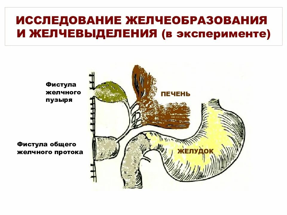 В двенадцатиперстной кишке происходит расщепление
