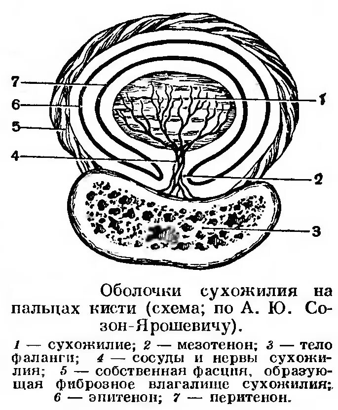 послойное строение средней фаланги. поперечный срез пальца. строение пальца топографическая анатомия. палец срез. поперечный распил кисти топографическая анатомия.