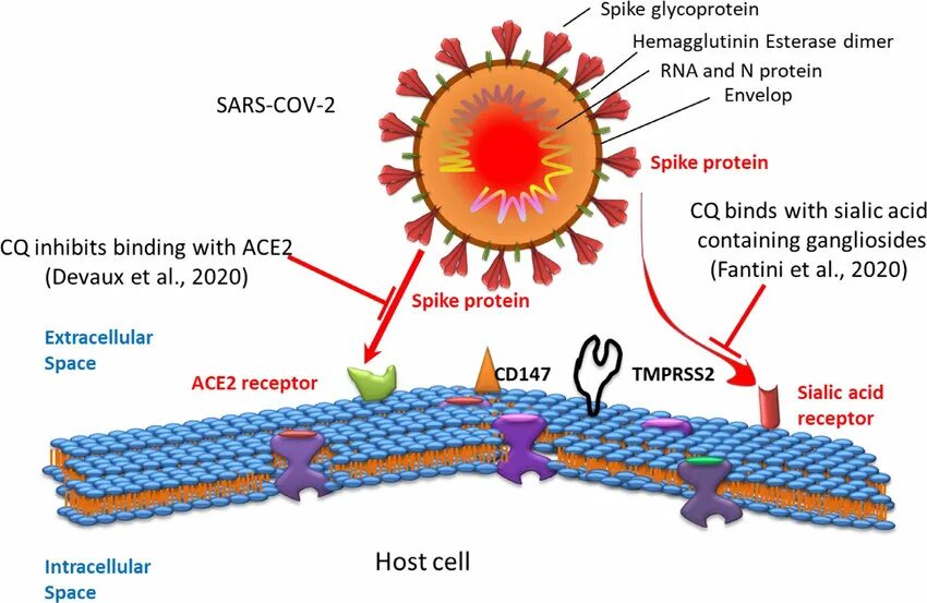 Cd147 Рецептор. Cd147 коронавирус. Cd147 Рецептор Covid. Рецепторы клеток для SARS-cov-2.