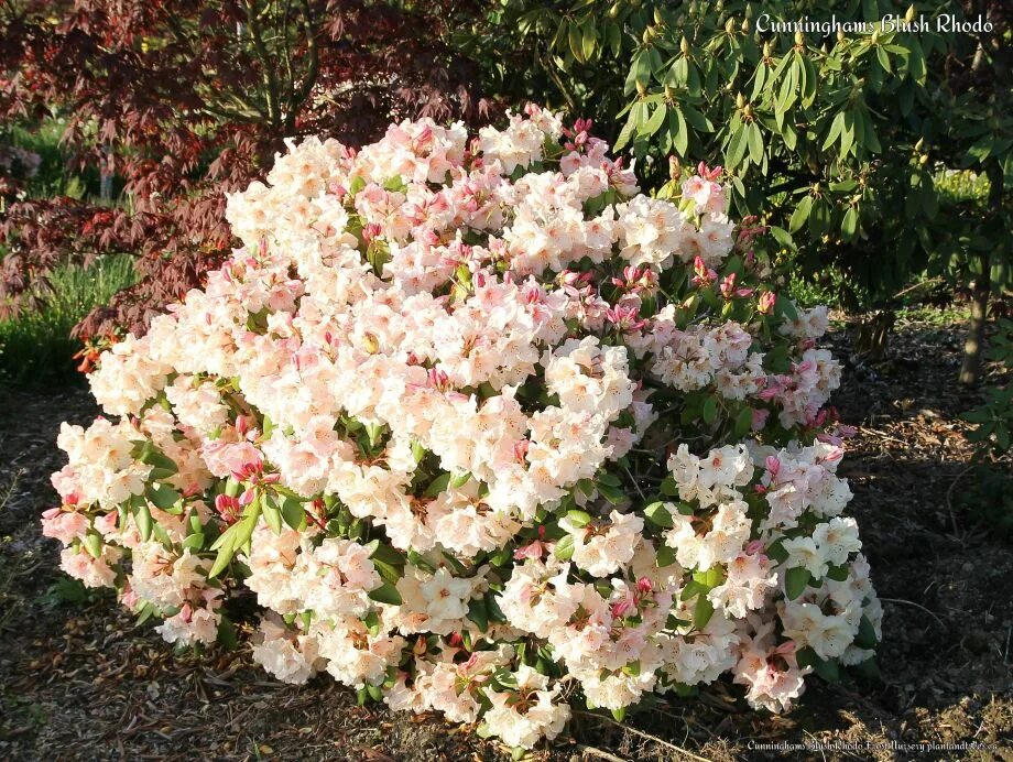 Как посадить рододендрон весной. Рододендрон Cunningham's blush. Рододендрон садовый посадка.