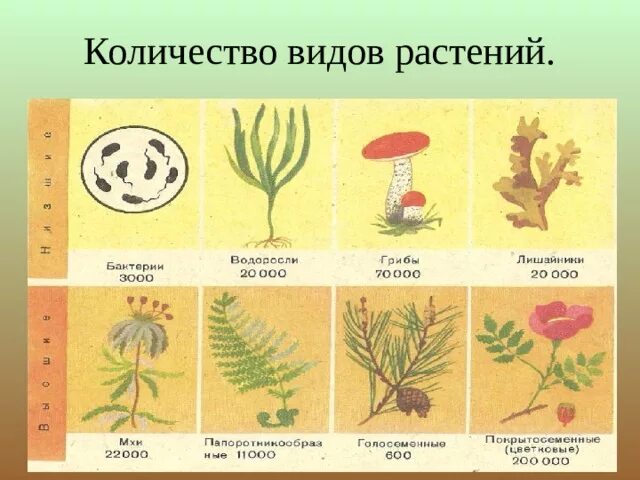 5 примеров видов растений Плакат `Виды растений` Елена Васильевна Селезнева