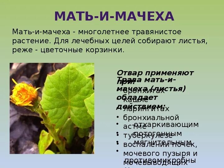 Цветки мать и мачехи польза. Мать и мачеха целебные свойства растения. Мать и мачеха многолетнее или однолетнее растение. Характер жилкования мать и мачехи. Полезное растение мать и мачеха.