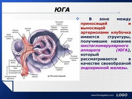 Приносящая артериола выносящая артериола