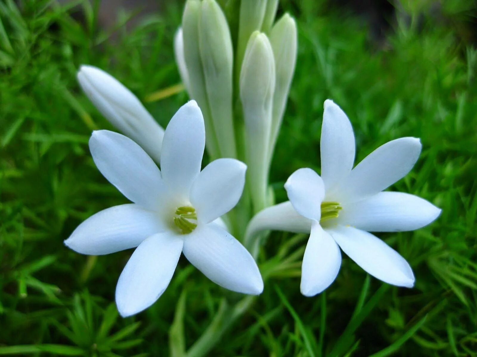 Tuberose. Цветок полиантес Тубероза. Тубероза (Polianthes tuberosa). Мариам цветок Тубероза. Тубероза (полиантес клубненосный).