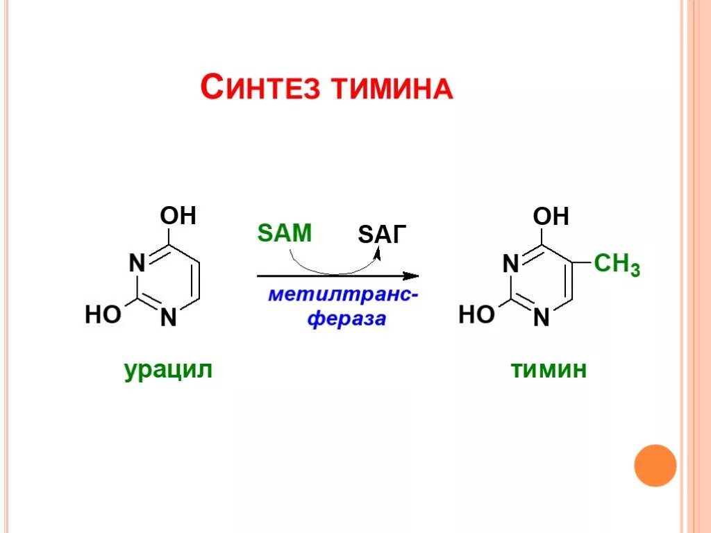 Тимин это. Синтез тимина. синтез тимина и урацила. синтез тимина биохимия. урацил в тимин реакция.