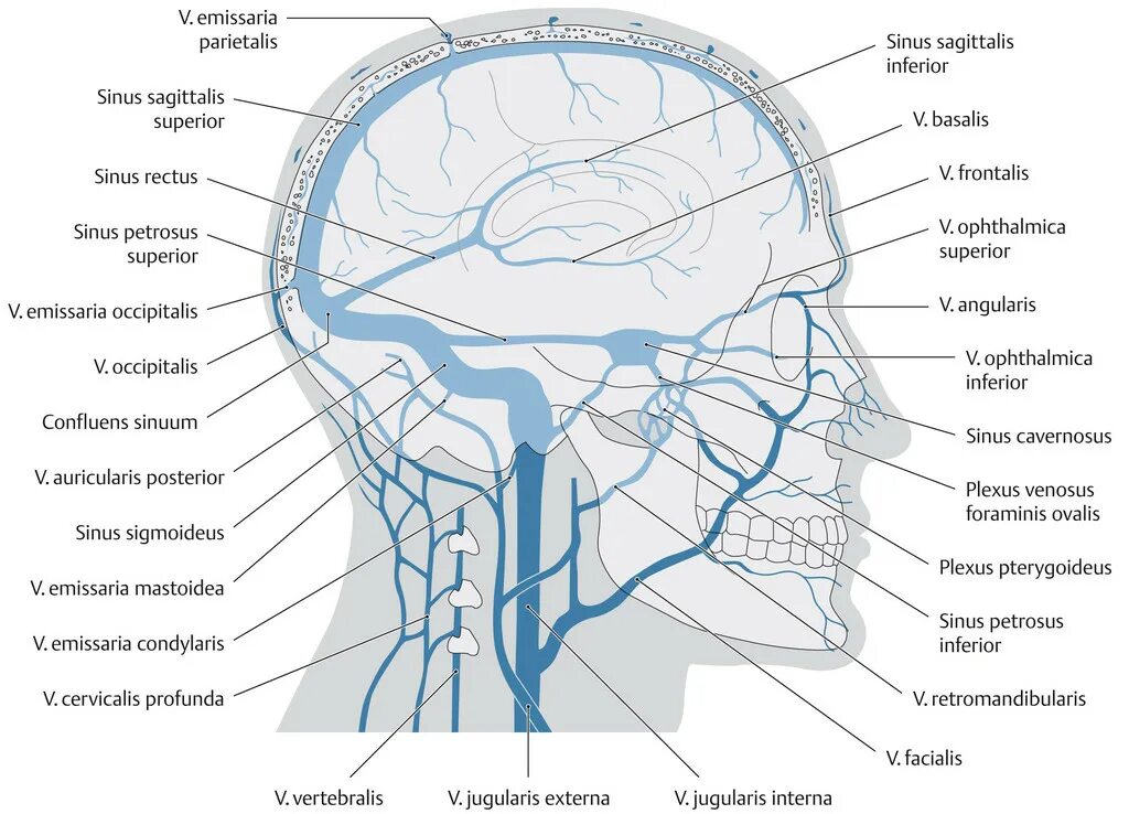 Алтах вена. Венозные синусы головного мозга схема. Поперечный синус твердой мозговой оболочки. Внутренняя яремная Вена анатомия кт. Система синусов твердой оболочки головного мозга.