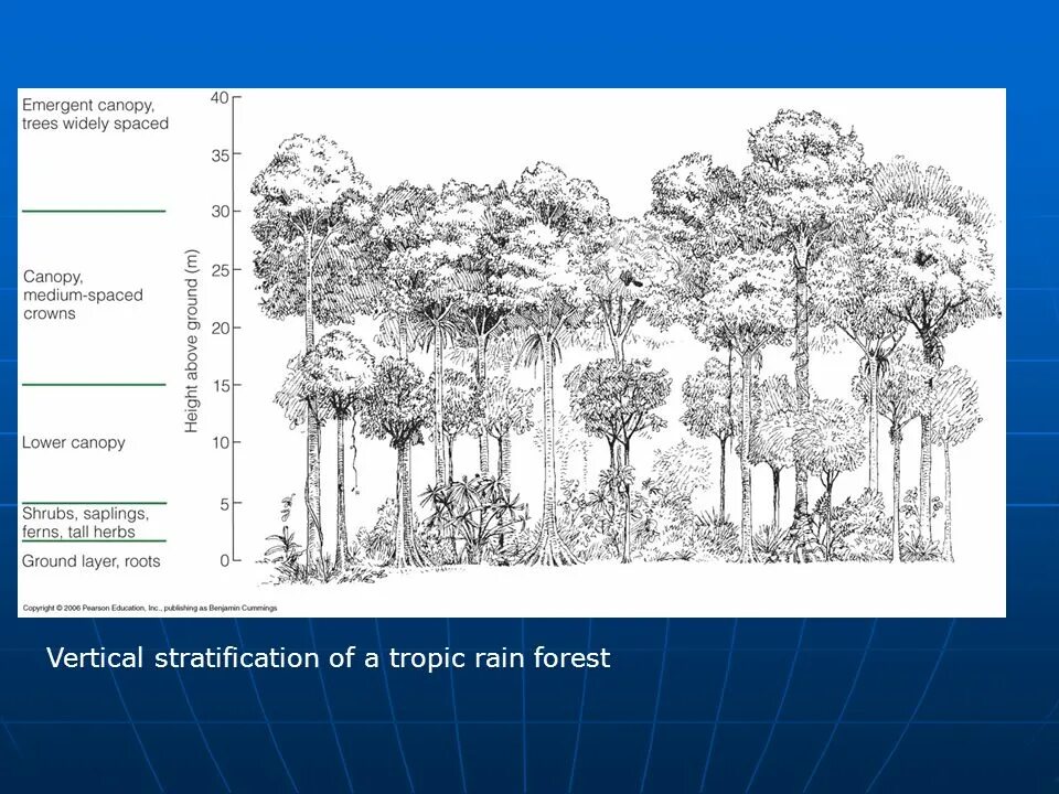 Ярусность тропического леса. Ярусность тропического леса схема. Ярусность влажного тропического леса. Ярусы экваториального леса. Тропические леса ярусы
