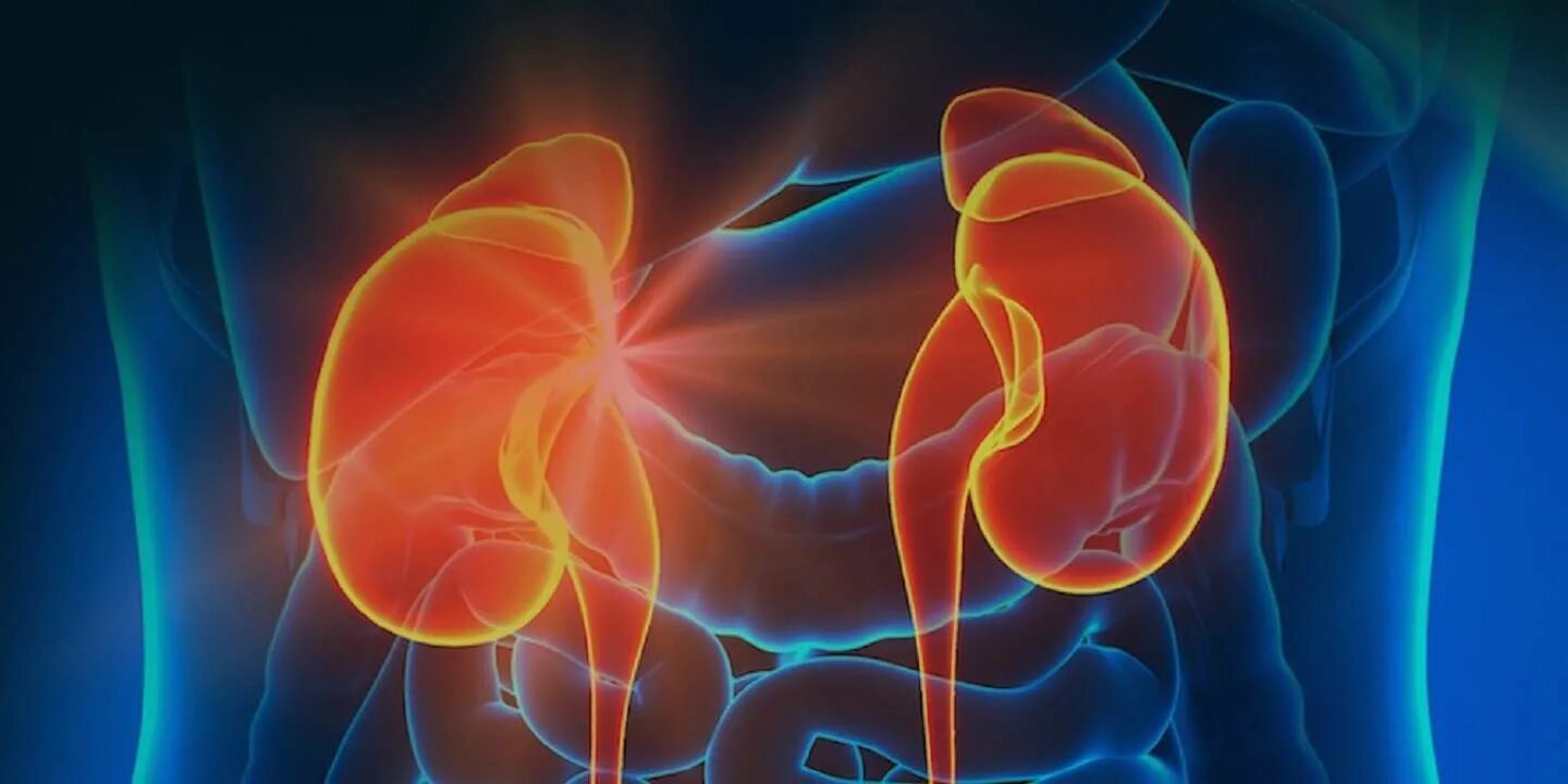 Нефролог. Фон для презентации нефрология. Нефрология картинки.