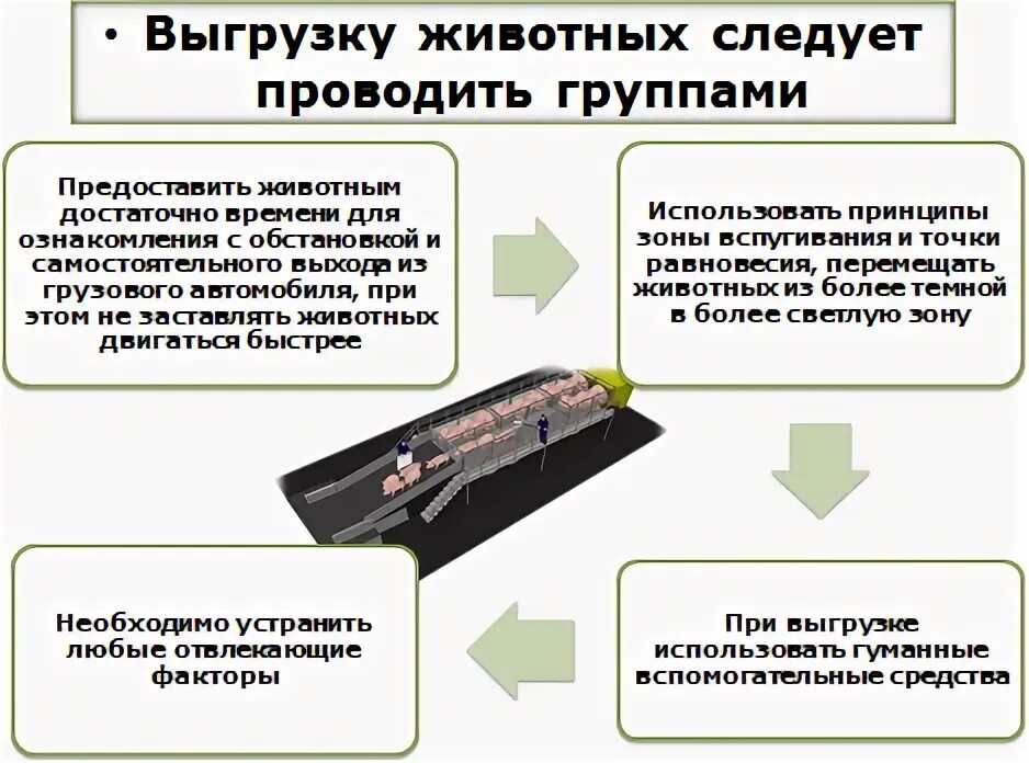 Выгрузка животных. Режим предубойного содержания. требования к предубойному содержанию животных. предубойная выдержка для животных составляет.