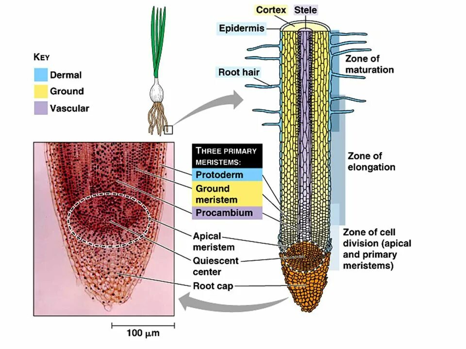 Root threads. Меристема био. клетки меристемы. root zones. root growth zone.