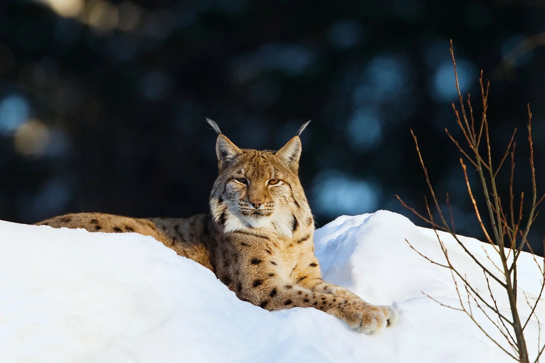 Рысь мышь. Lynx рысь. рысь — lynx lynx. обыкновенная (евразийская) рысь. рысь таганай.