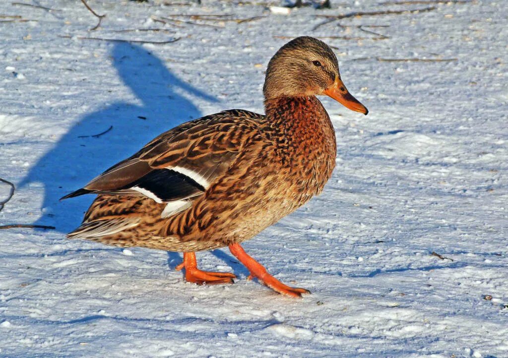 Селезень утки кряквы. Астраханский заповедник кряква. Утка кряква питается. Кряква зимует. Утки на зимнем пруду.