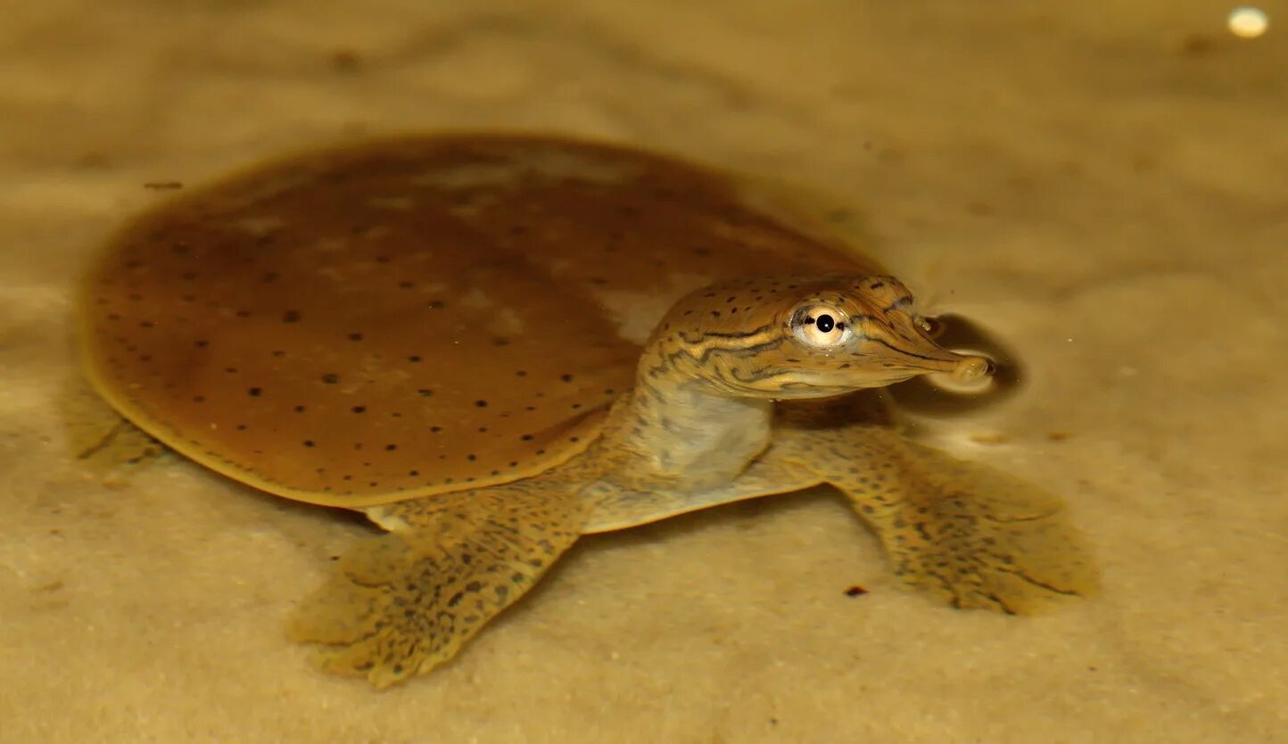 Нильская черепаха. Трионикс черепаха. Дальневосточная черепаха трионикс. Китайский трионикс черепаха. Мягкотелая черепаха трионикс.