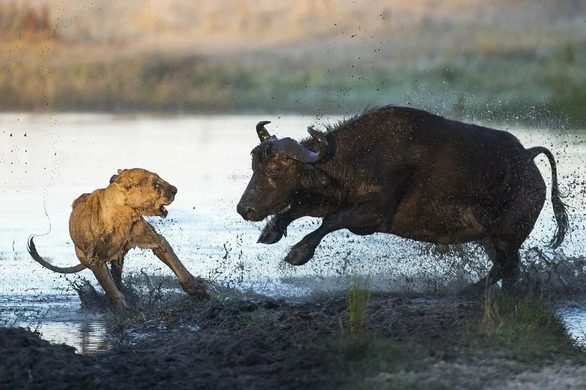 Сильная схватка. Африканский буйвол против Льва. Прайд Львов против буйвола. Африканские Буйволы против Львов. Африканский буйвол и Лев.