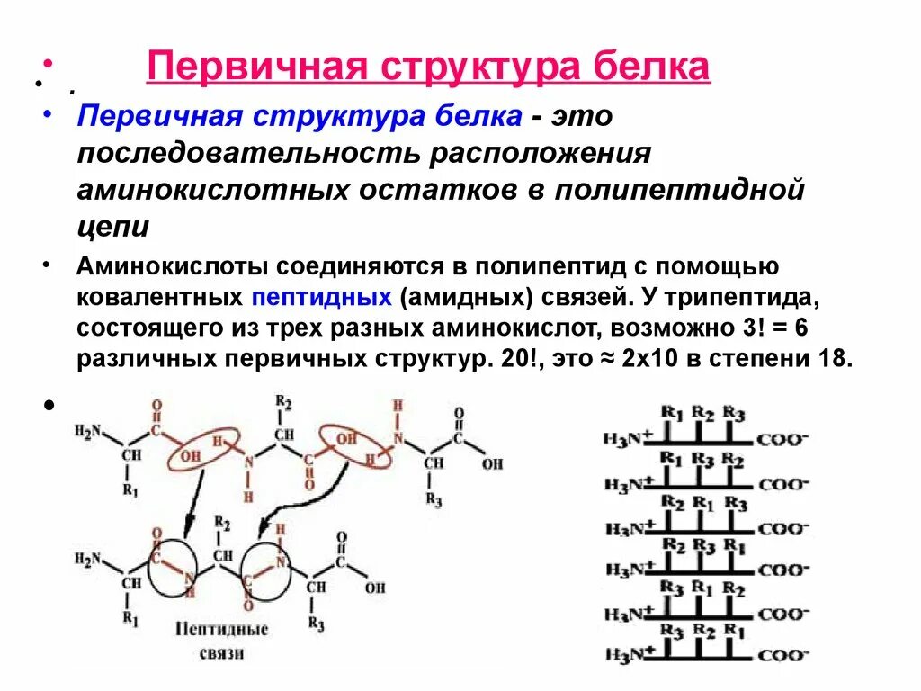 Первичная структура белка структура. Первичная структура белка аминокислоты. Строение первичной структуры белка полипептидная цепь. Первичная структура полипептидной цепи. Первичная структура белка называют