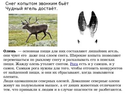 Кости каких животных находят на территории югры