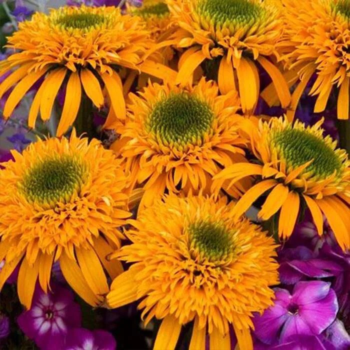 Echinacea purpurea ' secret glow '. Get gloving. Эхинацея ивнинг глоу. Secret glow. Пинк перфект крем эрбориан.