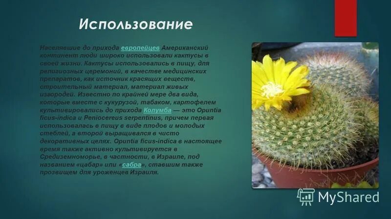 Как используется кактус человеком. Сообщение о кактусе. Строение кактуса. Сообщение о домашнем кактусе. Пищевой краситель для кактусов.