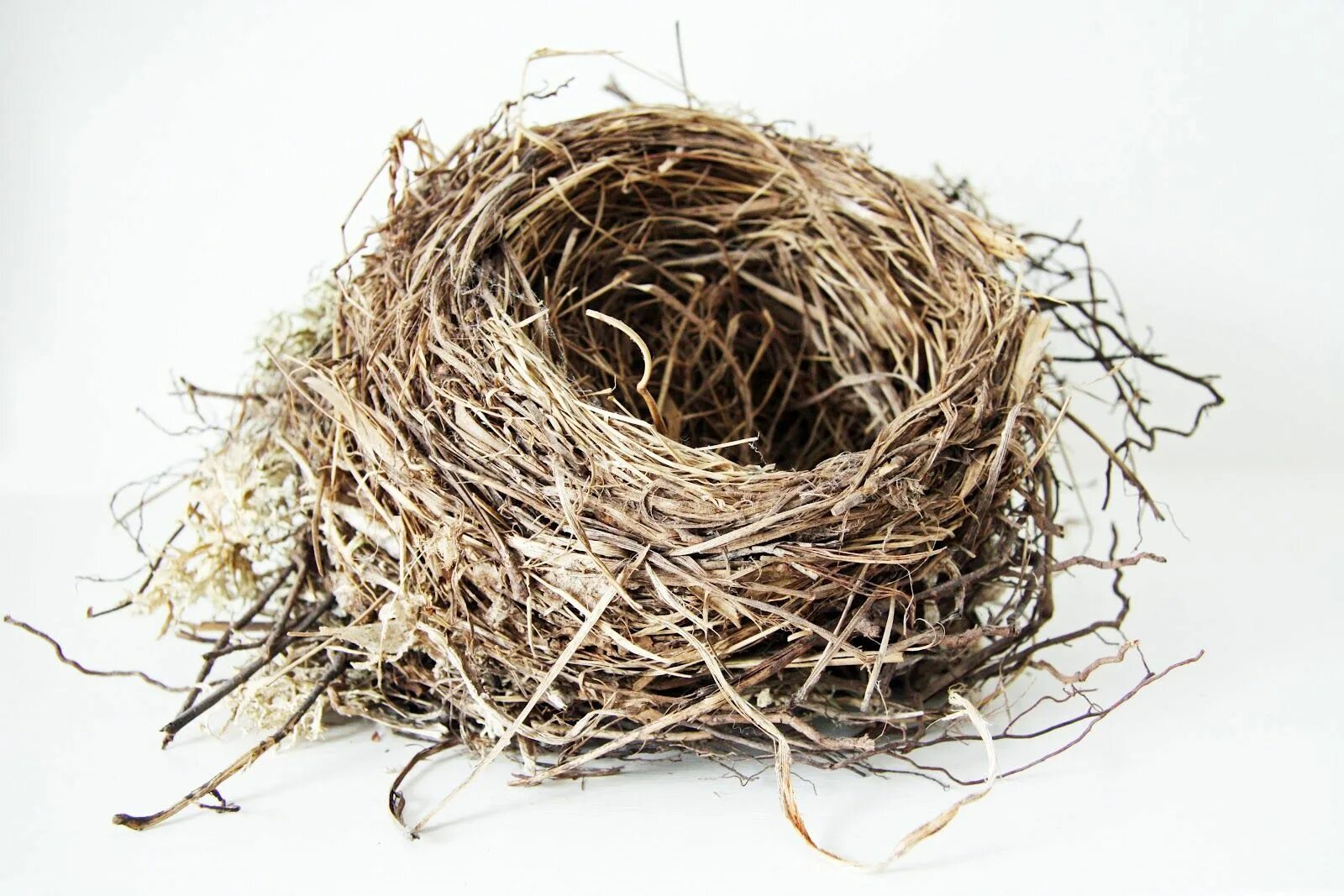 Gold bird s nest. Гнездо вьюрка. Гнездо нест. Гнездо крапивника. Гнездо для птиц..