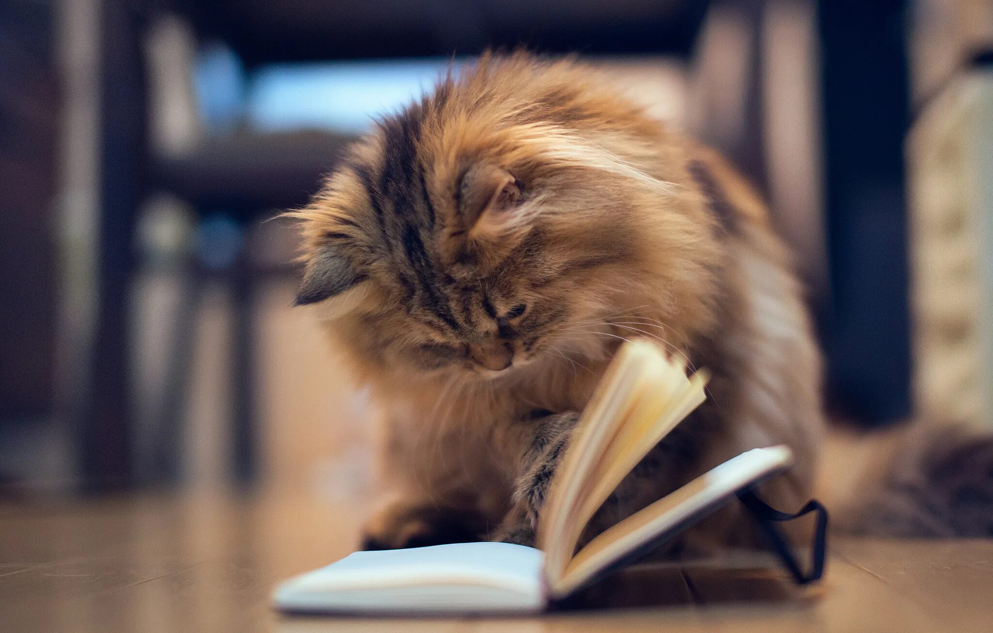 Книги про кошек. Котенок с книгой. Умный кот. Котик с книжкой.