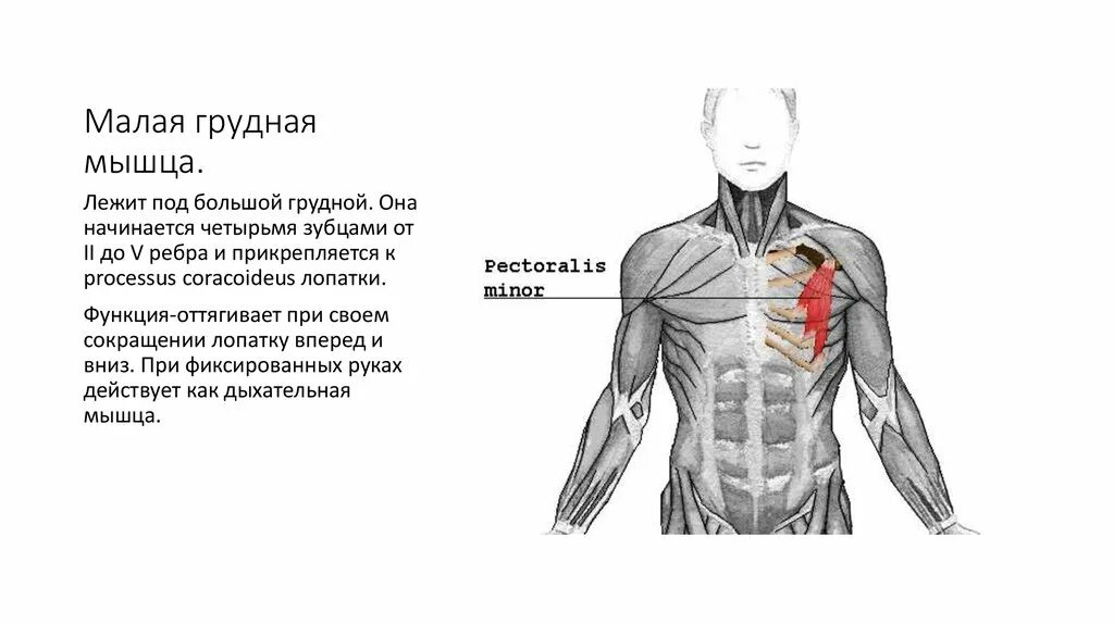 Малая грудная мышца анатомия функции. Малая грудная мышца вид сбоку. Функции малой грудной мышцы анатомия. Малая грудная мышца прикрепляется.