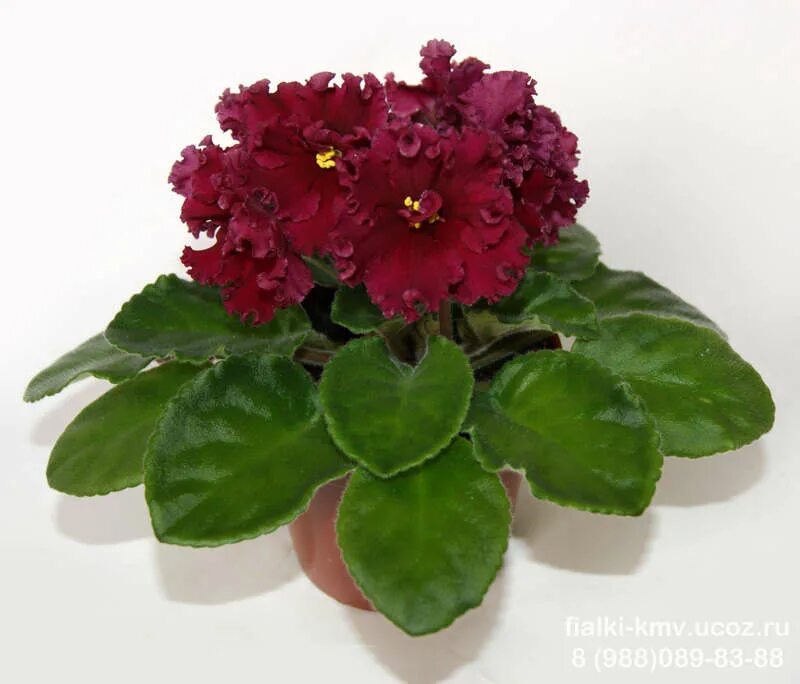 фиалка лето красное. фиалка ек лето красное. сенполия ле красное лето. фиалка ек лето красное. сенполия лето красное.